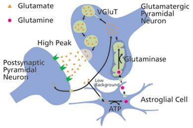Physiology of Learning Enhancement Glx Glutamate (Glu) is major excitatory neurotransmitter Metabolized to glutamine (Gln) Glutamate binds to NMDA receptor for excitation, long-term potentiation NMDA