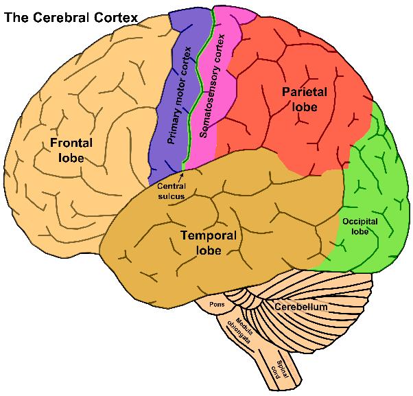 The fmri experiment Limits of spatial and temporal resolution for human brain imaging The human cerebral cortex is a convoluted sheet with an area of~2000 cm 2, a thickness of ~2.