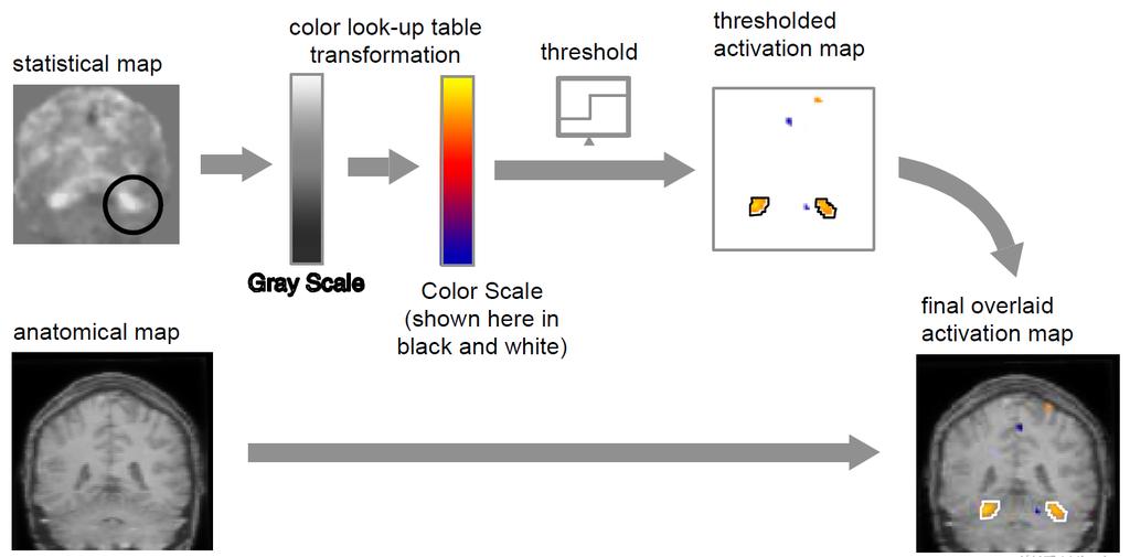 The fmri experiment Production of a Color-Coded Activation Map 19