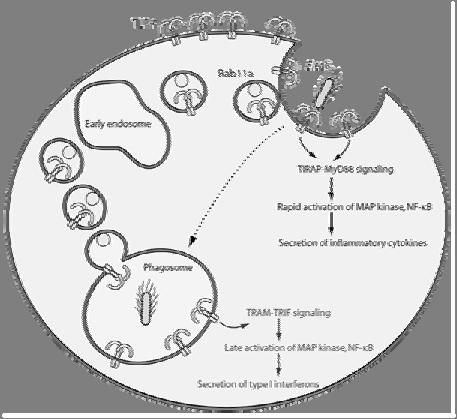 recycling endosome