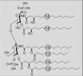 Gram-negative lipopolysaccharide (LPS, endotoxin): one of the best studied activators