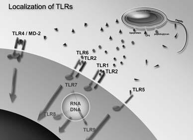 Localization of TLRs 16 Nucleic acid sensing TLRs