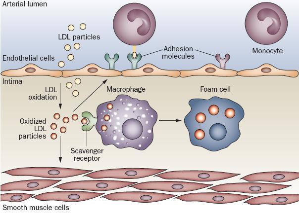 Atherosclerosis and inflammation Adapted from Obesity, inflammation, and