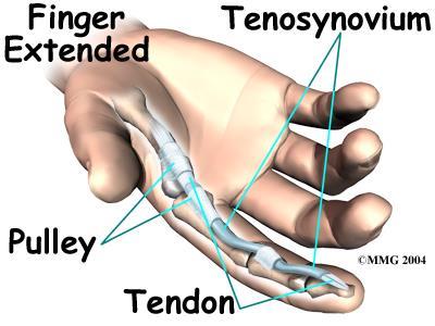 These ligaments form an arch on the surface of the bone that creates a sort of tunnel for the tendon to run in along the bone.