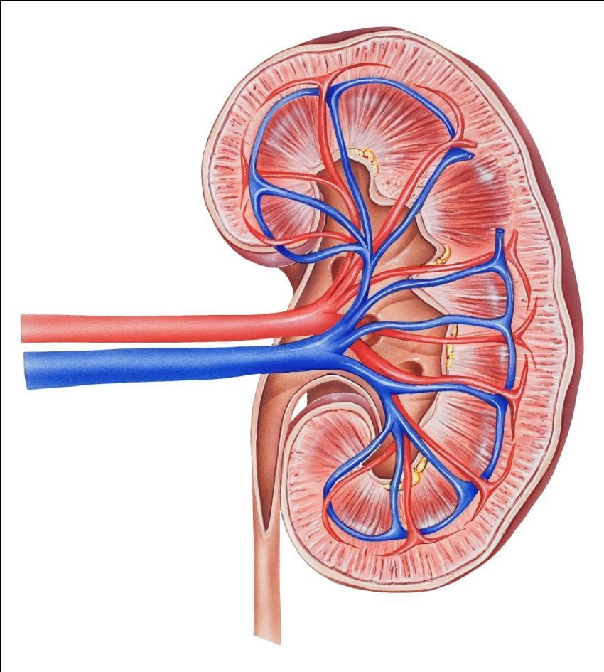 Anatomy and functions of the kidney Calyces Key functions of the kidney Renal artery Renal vein Ureter Cortex Renal pelvis Medulla Waste excretion Acid-base balance Salt/water homeostasis Blood