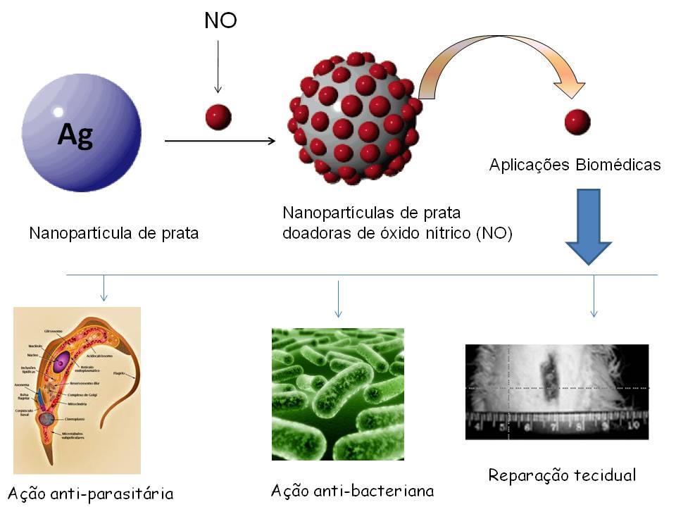 Nitric Oxide (NO) Biomedical applications AgNPs NO-releasing