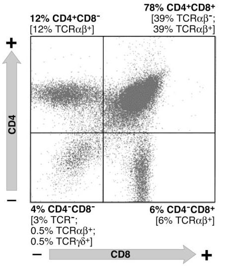 T Cell Development II: Positive and Negative Selection 8 88 The two phases of thymic development: - production of T cell receptors for antigen, by rearrangement of the TCR genes CD4 - selection of T