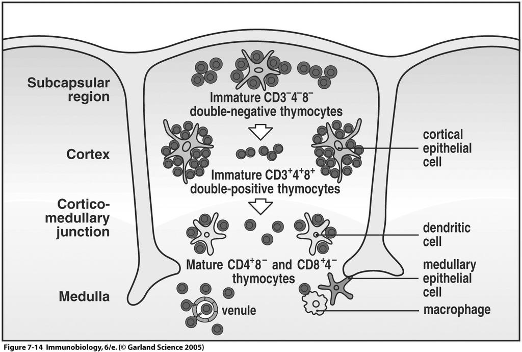 MHC Expression Cells MHC Class I MHC Class II T cells +++ - B cells +++ +++ Macrophages +++ +++ Dendritic cells +++ +++ Thymic Epithelia + +++ Neutrophils +++ - Hepatocytes + - Kidney + - Muscle +/-
