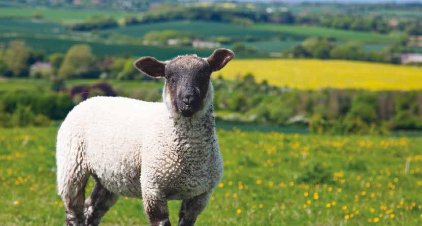 Independent trial by Alnorthumbria Veterinary Group finds COSECURE Lamb gives more profit & weight gain 1 The Alnorthumbria Veterinary Group performed a blind trial using nearly 500