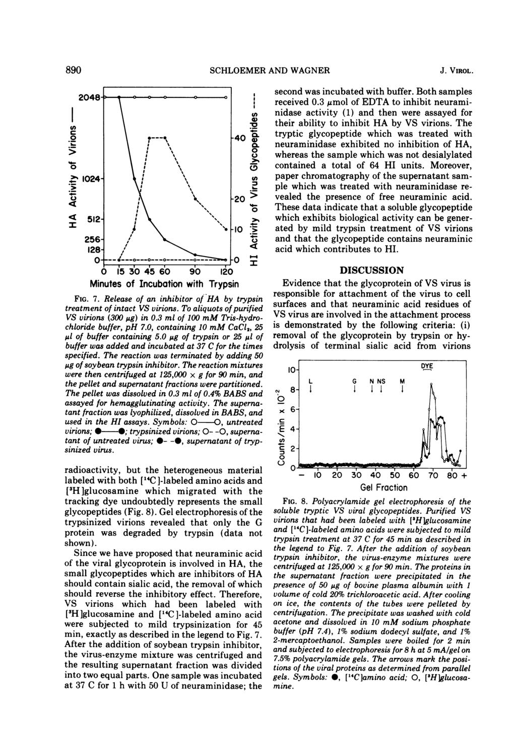 89 SCHLOEMER AND WAGNER J. VIROL. I c._ %I- - I (I a) ) 'o. Minutes of Incubation with Trypsin FIG. 7. Release of an inhibitor of HA by trypsin treatment of intact VS virions.