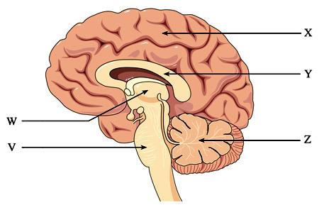 Which feature from among those listed below is the cerebellum? A. W B. X C. Y D. Z E. I don t know 2.