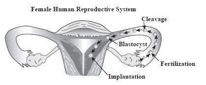 6. A fertilized egg undergoes several stages before it is successfully implanted. The diagram below shows these stages as the fertilized egg travels through the female human reproductive system.