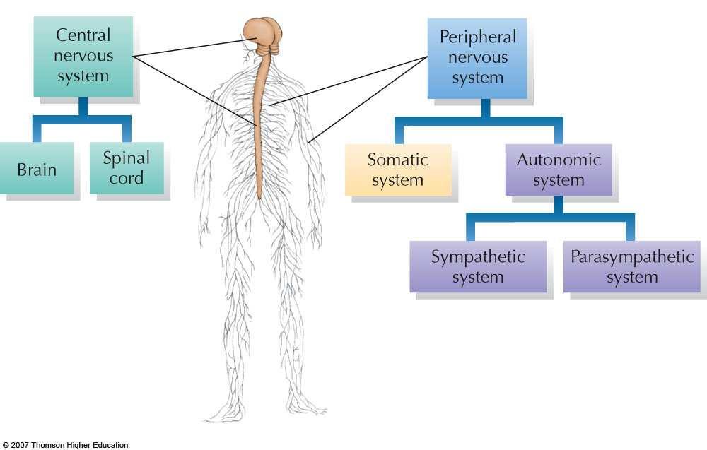 THE NERVOUS SYSTEM Fight or