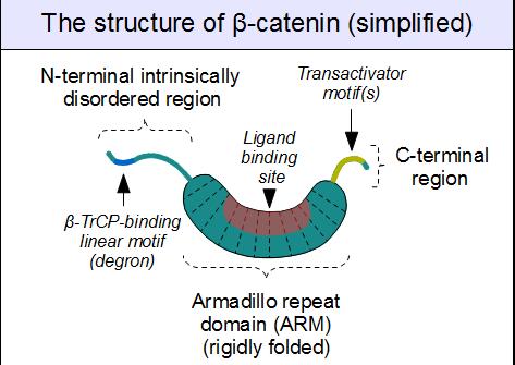 β-catenin