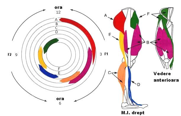 Automatic pedal Hour 12 Anterior view Hour 6 Normal pedal Right limb Hour 12 Anterior view Hour 6 Right limb Figure 6.