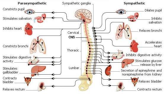 4.2. The autonomic nervous system It innervates smooth muscle, cardiac muscle and glands.