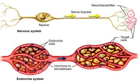5. The endocrine system The endocrine system is the other coordination system of the body. It is closely related with the nervous system and they depend on each other.