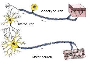 2.1. Cells of the nervous system The nervous system is formed by two types of cells: neurons (the proper nerve cells) and glial cells.