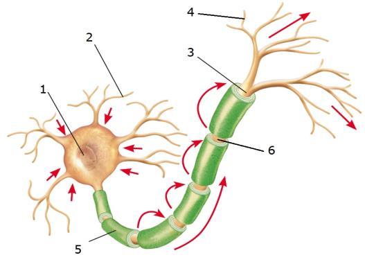 2.2. Nerve impulse and synapse Neurons transmit and create nerve impulses. A nerve impulse is the electrical signal which spreads along the neuron.