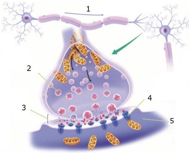3rd) Vesicles fuse with the cytoplasmic membrane and release the neurotransmitter molecules to the synaptic cleft.