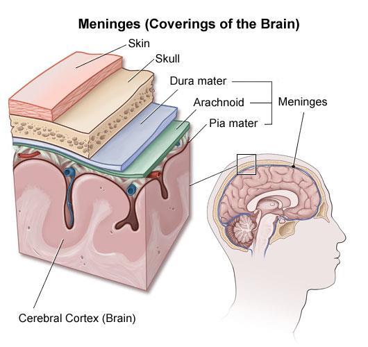 3. The central nervous system (CNS) It is formed by the nerve centers: the encephalon (brain) and the spinal cord.