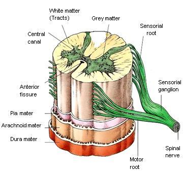 bone and that envelop these nerve centers, the meninges. They are from outside to inside: dura mater, arachnoid mater and pia mater.