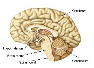 The encephalon The encephalon or brain is formed by several nerve centres. The most important are the cerebrum, the cerebellum and the brain stem.