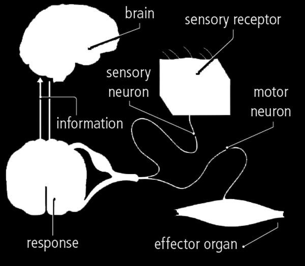 In voluntary actions the response is generated consciously in the cerebral cortex. The limbic system is other important part of the cerebrum. It includes several structures.
