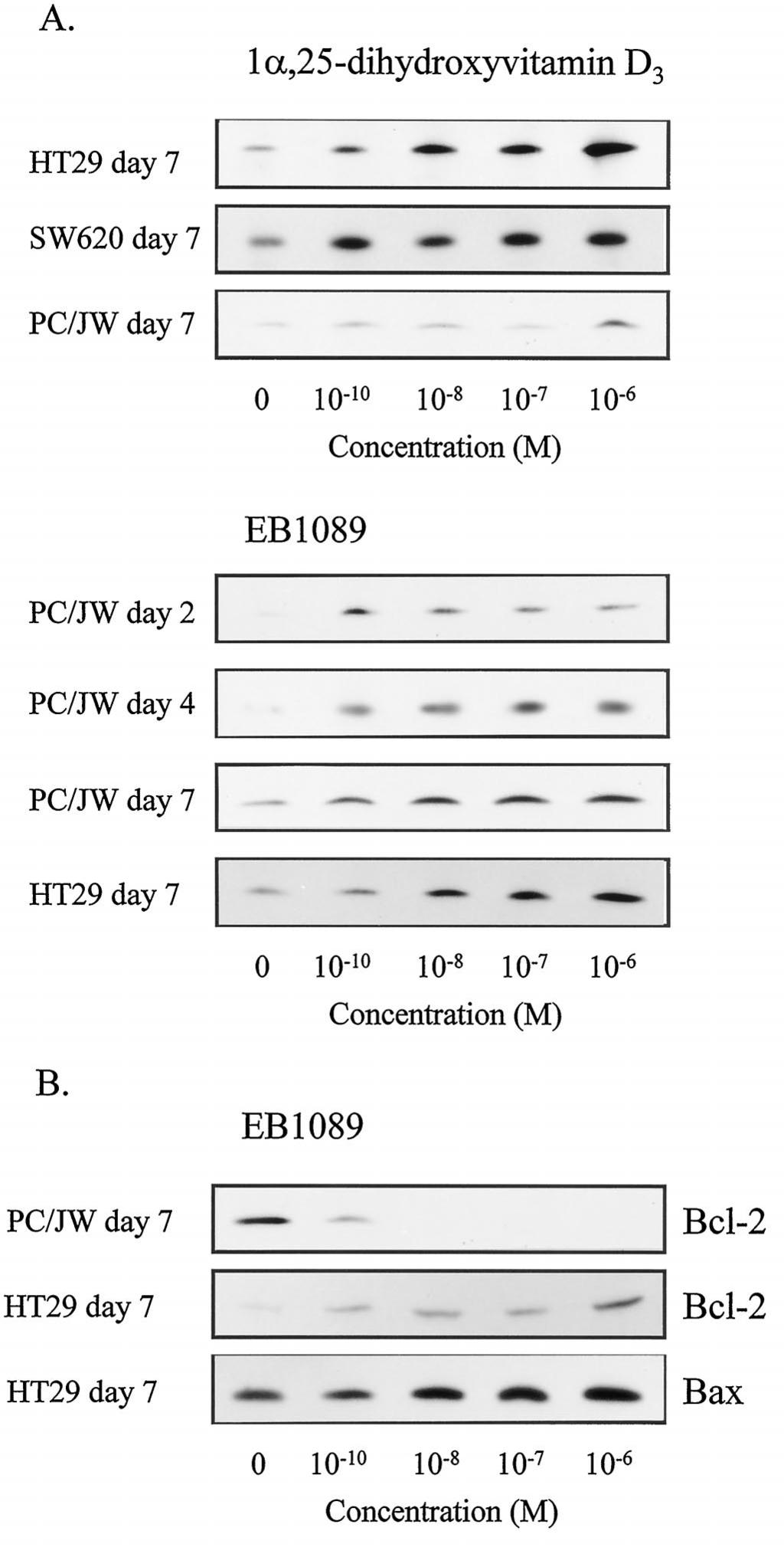 loading was confirmed by reprobing for -tubulin. The effects of the top concentration of 1,25-dihydroxyvitamin D 3 and EB1089 are summarized in Tables 1 and 2, respectively.