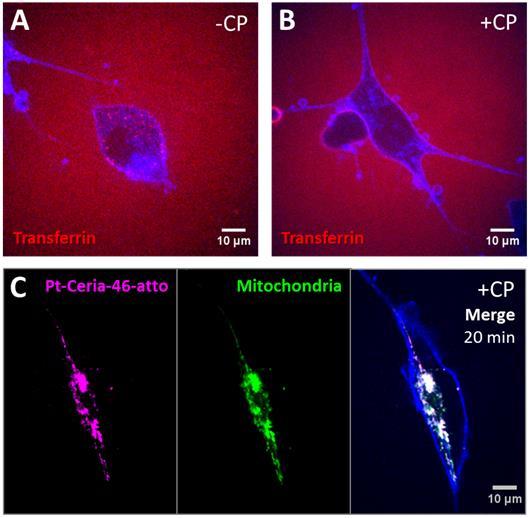 Inhibitor studies Fig. S2 Live-cell confocal study on the role of clathrin-mediated endocytosis during the uptake of small Pt-ceria NPs by HMEC 1 cells.
