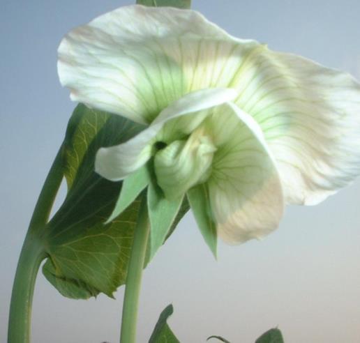 Working with pea plants Self-pollinating: pollen fertilizes egg cells in the SAME flower (single