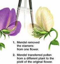 CROSS-POLLINATION: Mendel cut the male parts of one