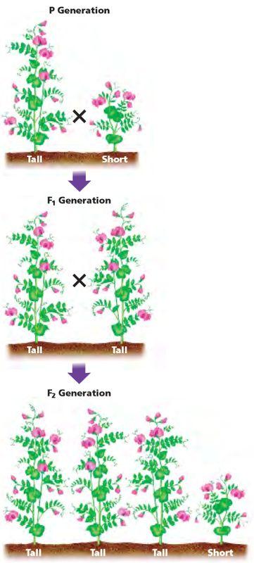 GENOTYPE - what genes, letters, the organism has (TT, Tt, tt) TT x