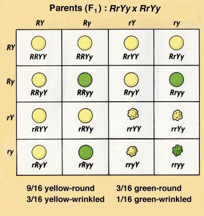 DIHYBRID CROSSES - involve 2 traits - RrYy x