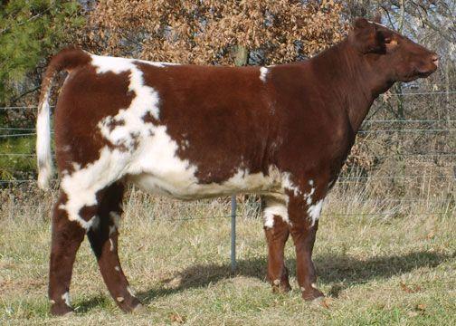 Codominance - alleles are both expressed Ex: Red cow x White Cow = Roan Incomplete Dominance - neither