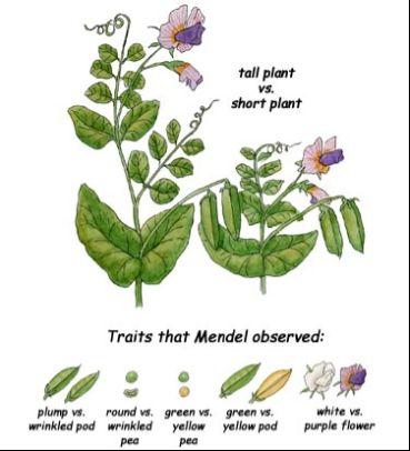 Mendel s Peas Mendel did his study on pea plants which have