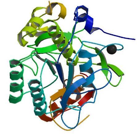 John Clizer & Greg Ralph Crystal Structure of the Subtilisin Carlsberg: OMTKY3 Complex The turkey ovomucoid third domain (OMTKY3) is considered to be one of the most studied protein inhibitors.
