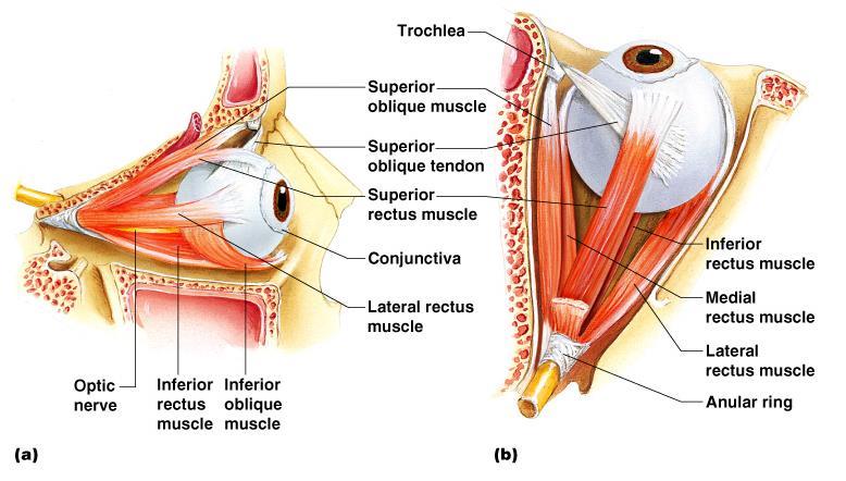 Extrinsic Eye Muscles Muscles attach to the outer