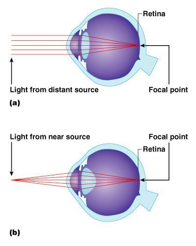 Lens Accommodation Light must be focused to a point on the retina for optimal vision The eye is set