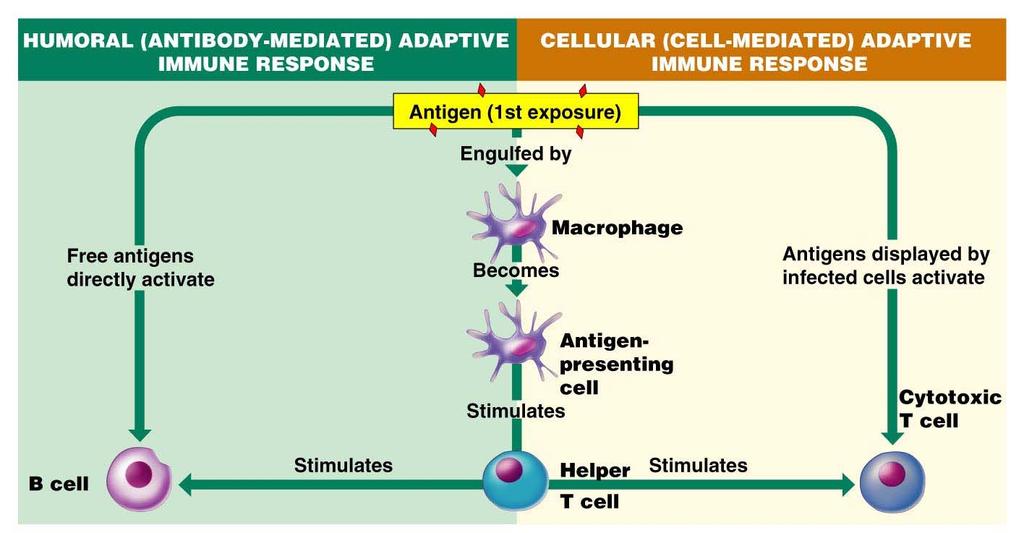 Summary of Adaptive Immune