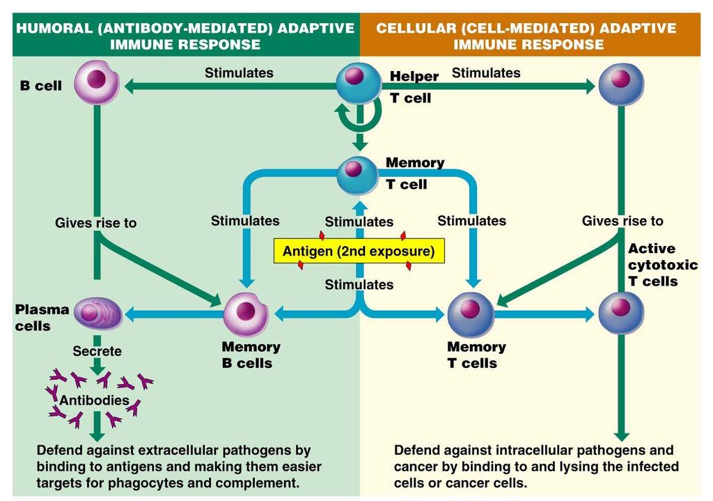 Summary of Adaptive Immune