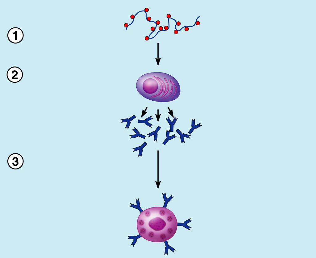 Allergy Mechanisms Sensitization stage Antigen (allergen) invades body Plasma cells produce large amounts of class IgE antibodies against allergen IgE