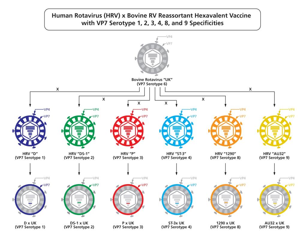 Construction of NIH bovine human reassortant rotavirus