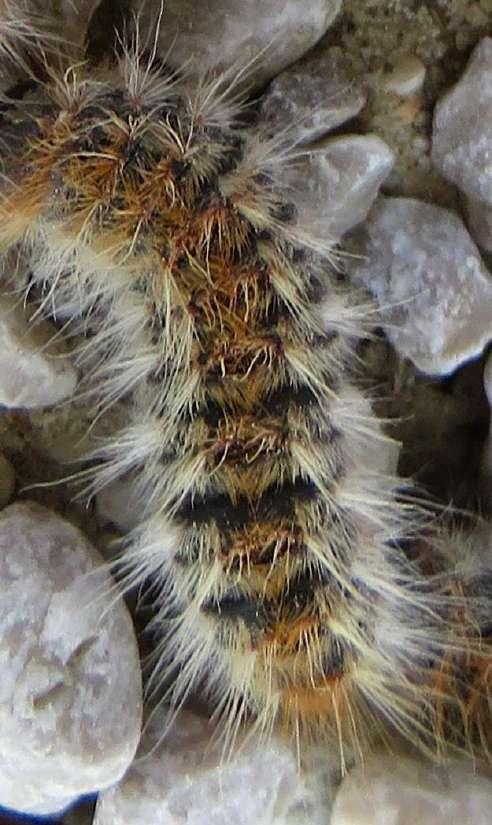 Pine processionary moth (PPM) Thaumetopoea pityocampa, T.