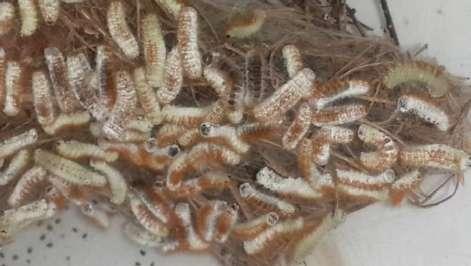 Larvae rest inside nest during day and feed at night. No risk to operator.