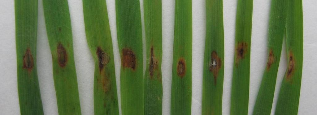 to study pathogenicity. Leaves were taken from seedlings of oats cv.