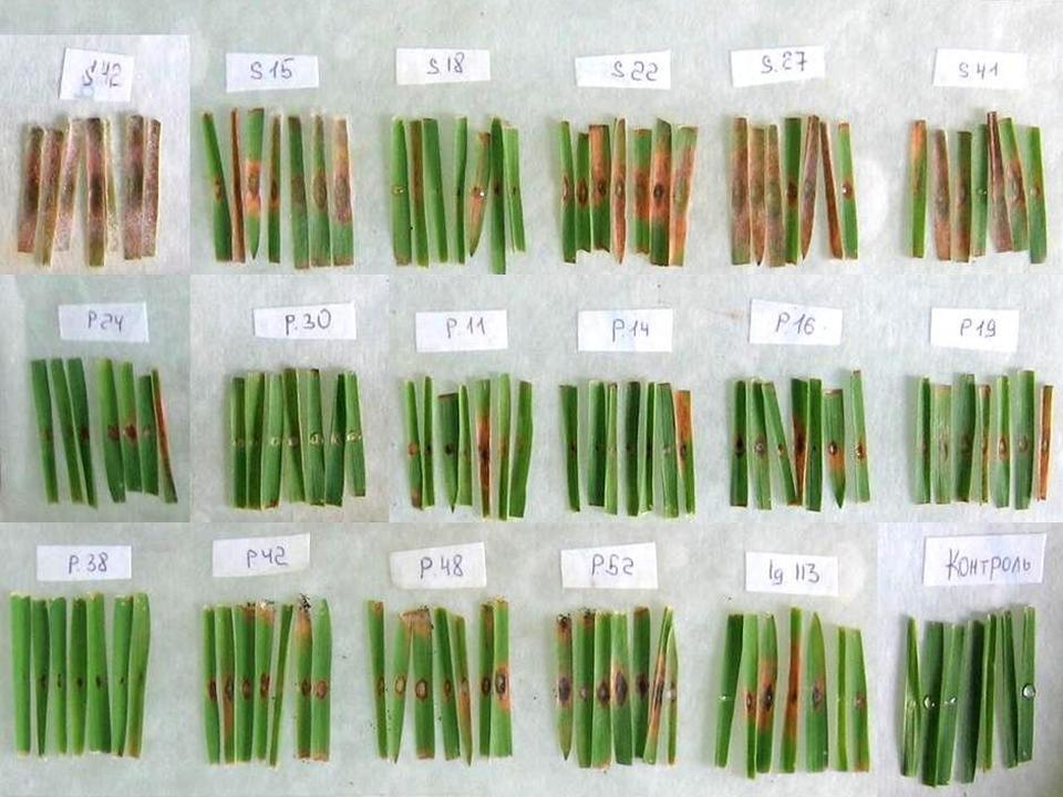 Pathogenicity of Fusarium (6 isolates/row) species to detached leaves of oat cv.