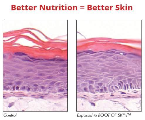 Clinically Validated Skincare In vitro efficacy was tested in a 3D model of human skin.