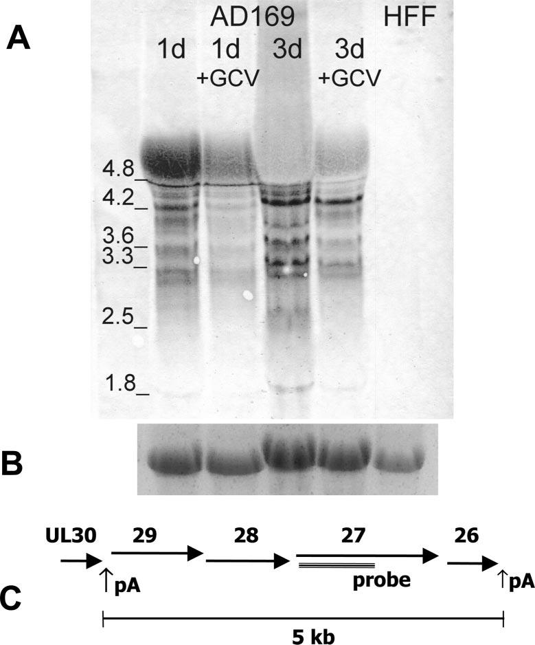 VOL. 78, 2004 CMV UL27 AND MARIBAVIR RESISTANCE 7127 TABLE 1. UL27 sequence variation in 16 clinical CMV isolates Codon Amino acid substitution No.