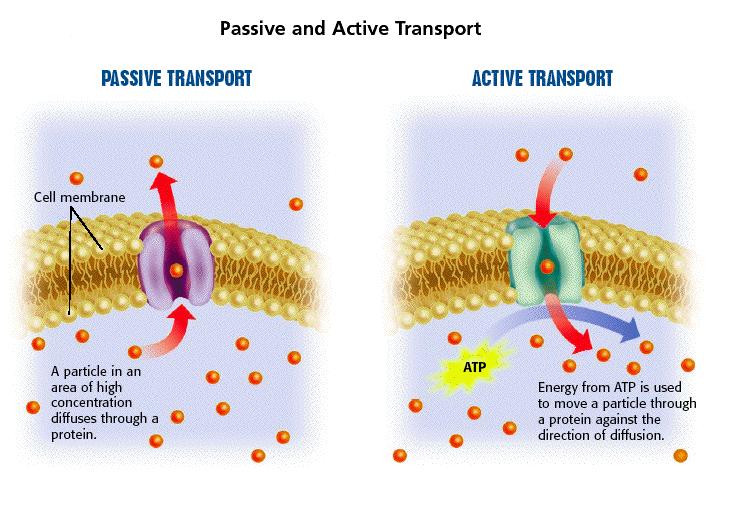 Active transport * These type of chemicals are transported against a concentration gradient.